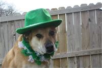 daycare pic 121 - bella shev st pattys day